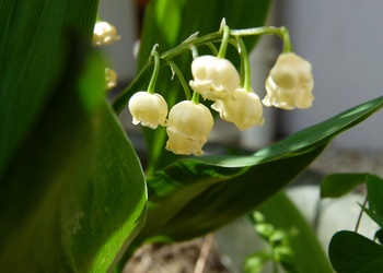 Gewöhnliches Maiglöckchen (Convallaria majalis L.) - © Karoline Kreimer-Hartmann